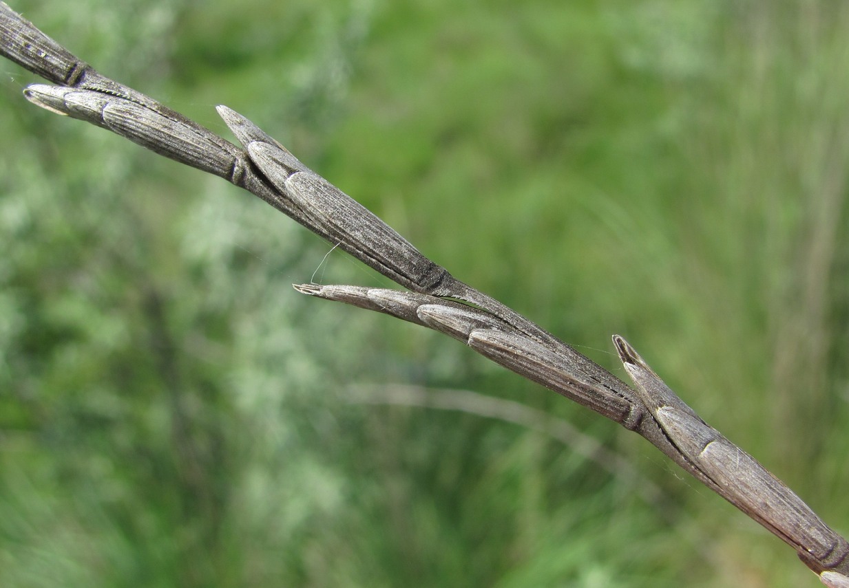 Image of Elytrigia obtusiflora specimen.
