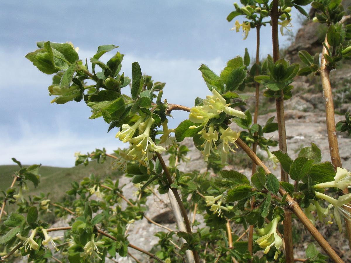 Изображение особи Lonicera altmannii.