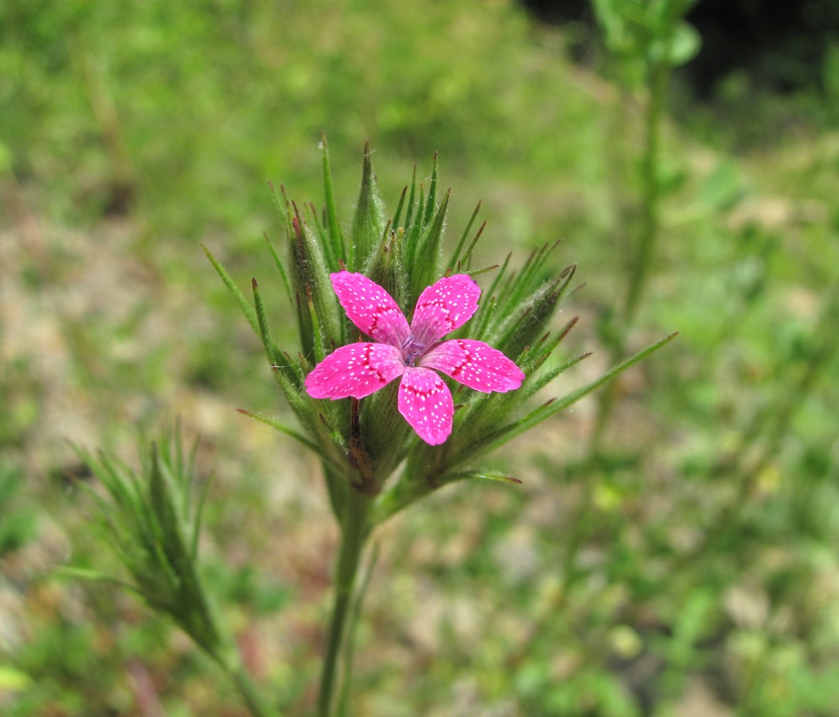 Изображение особи Dianthus armeria.