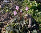 Cyclamen persicum. Цветущее растение. Кипр, национальный парк \"Полуостров Акамас\", осыпной склон. 05.01.2012.