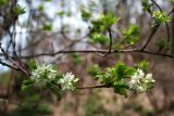 Staphylea colchica