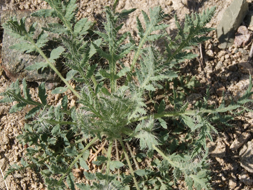 Image of Papaver armeniacum specimen.