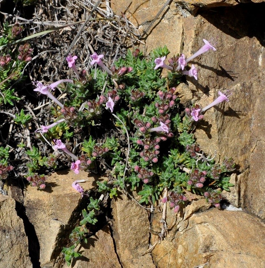 Image of Thymus integer specimen.