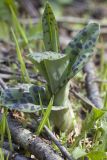 род Dactylorhiza