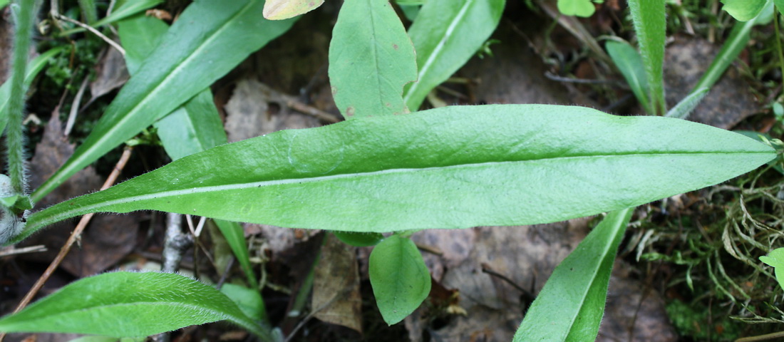 Image of Pilosella onegensis specimen.