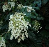 Pieris japonica