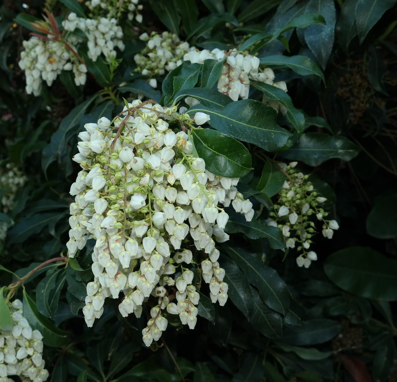 Image of Pieris japonica specimen.