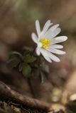 Anemone banketovii. Верхушка цветущего растения. Краснодарский край, окр. села Кабардинка, южный склон Маркотхского хр., можжевеловое редколесье. 09.03.2019.