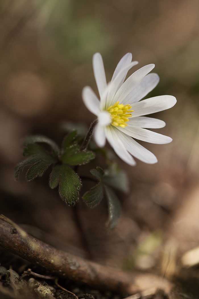 Изображение особи Anemone banketovii.