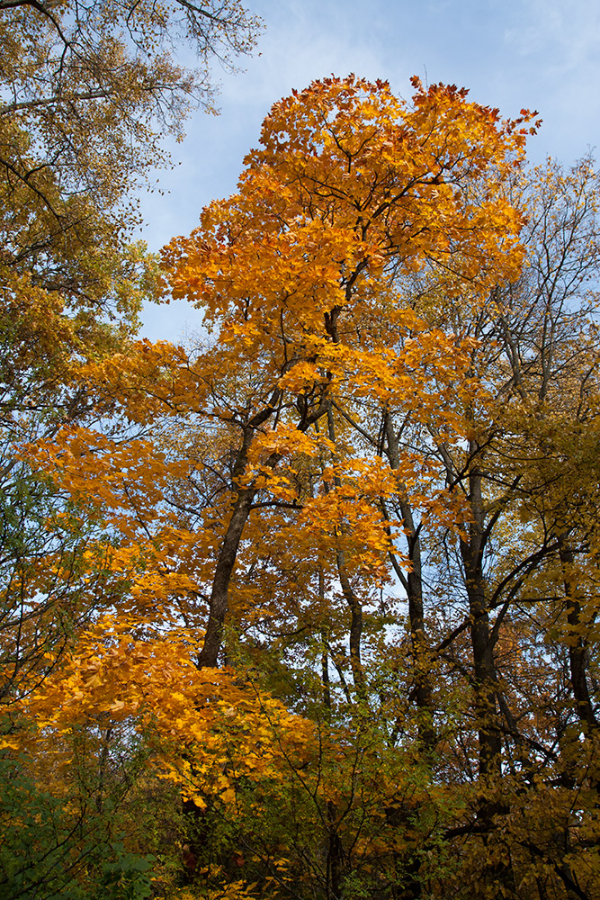 Image of Acer platanoides specimen.