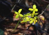 Epimedium colchicum