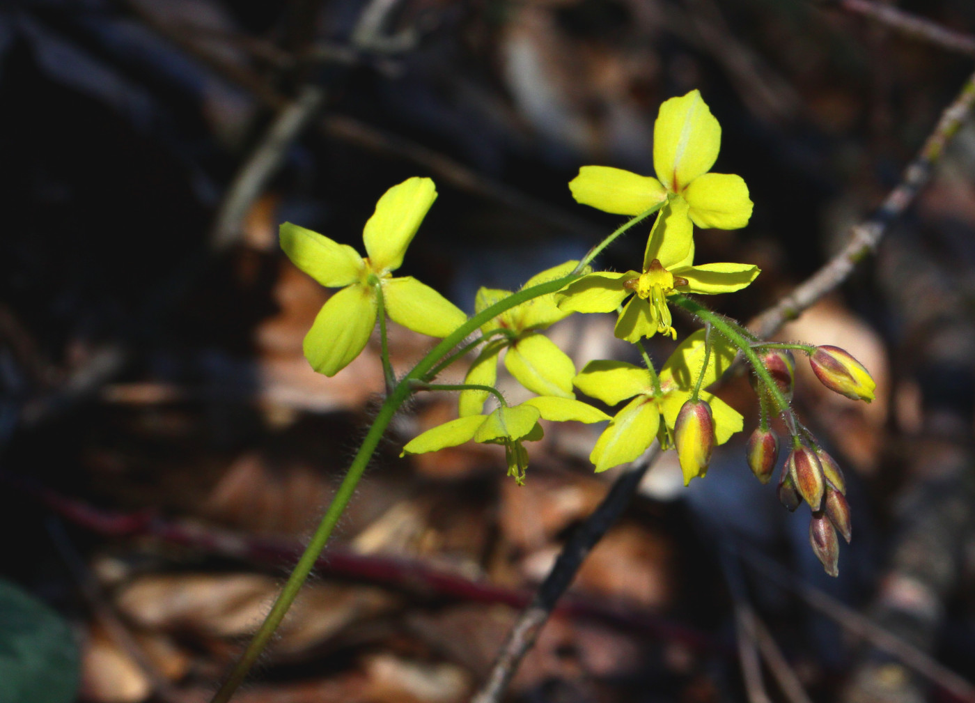 Image of Epimedium colchicum specimen.