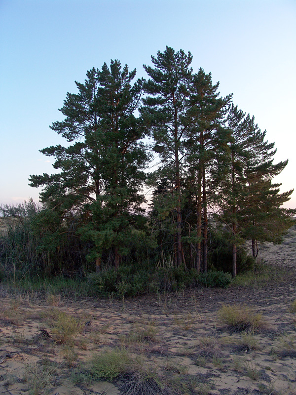 Image of Pinus sylvestris specimen.