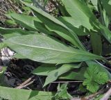 Centaurea jacea ssp. substituta