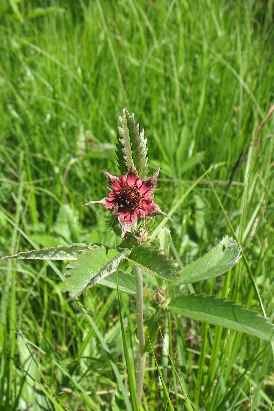 Image of Comarum palustre specimen.