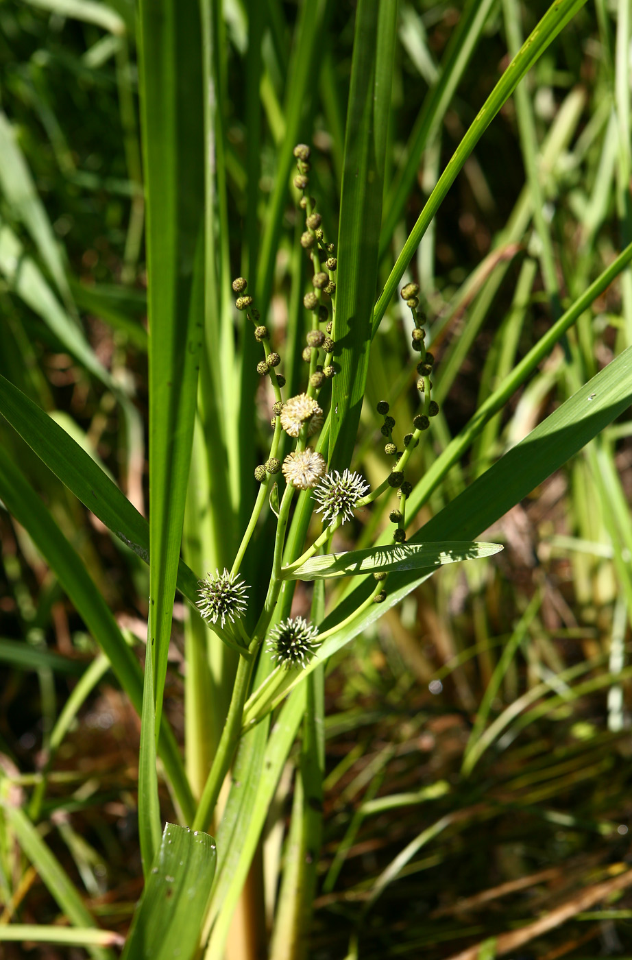 Изображение особи Sparganium erectum.