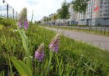 Dactylorhiza baltica