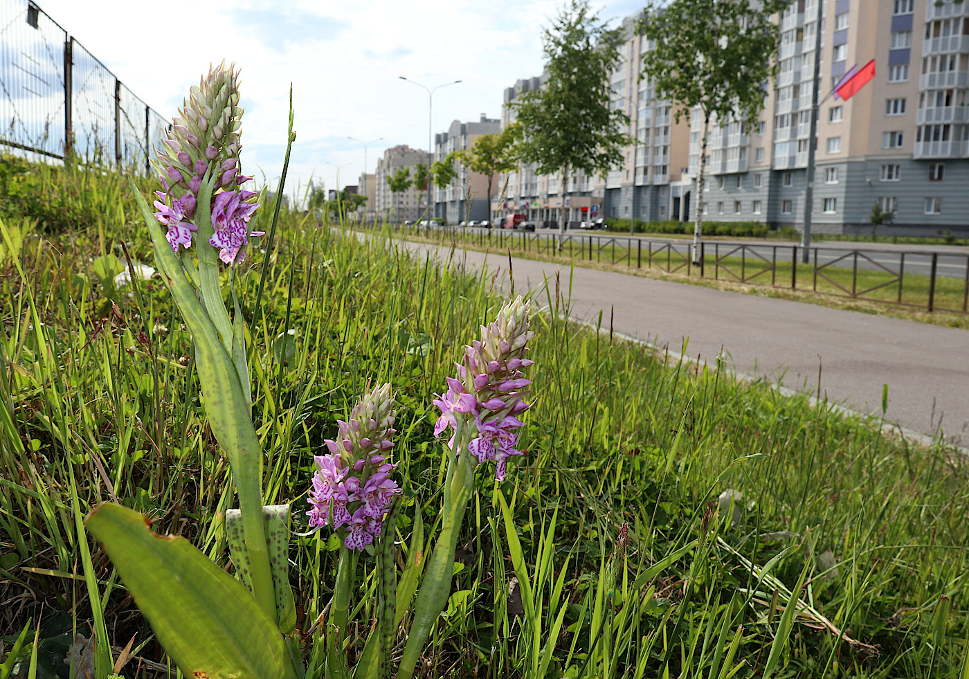 Image of Dactylorhiza baltica specimen.