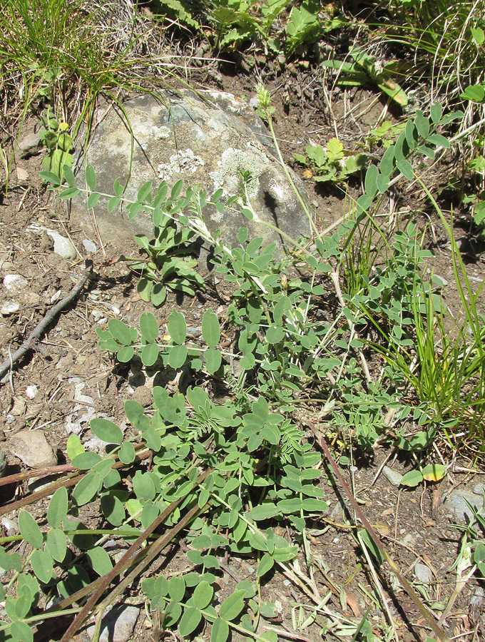 Image of Hedysarum gmelinii specimen.