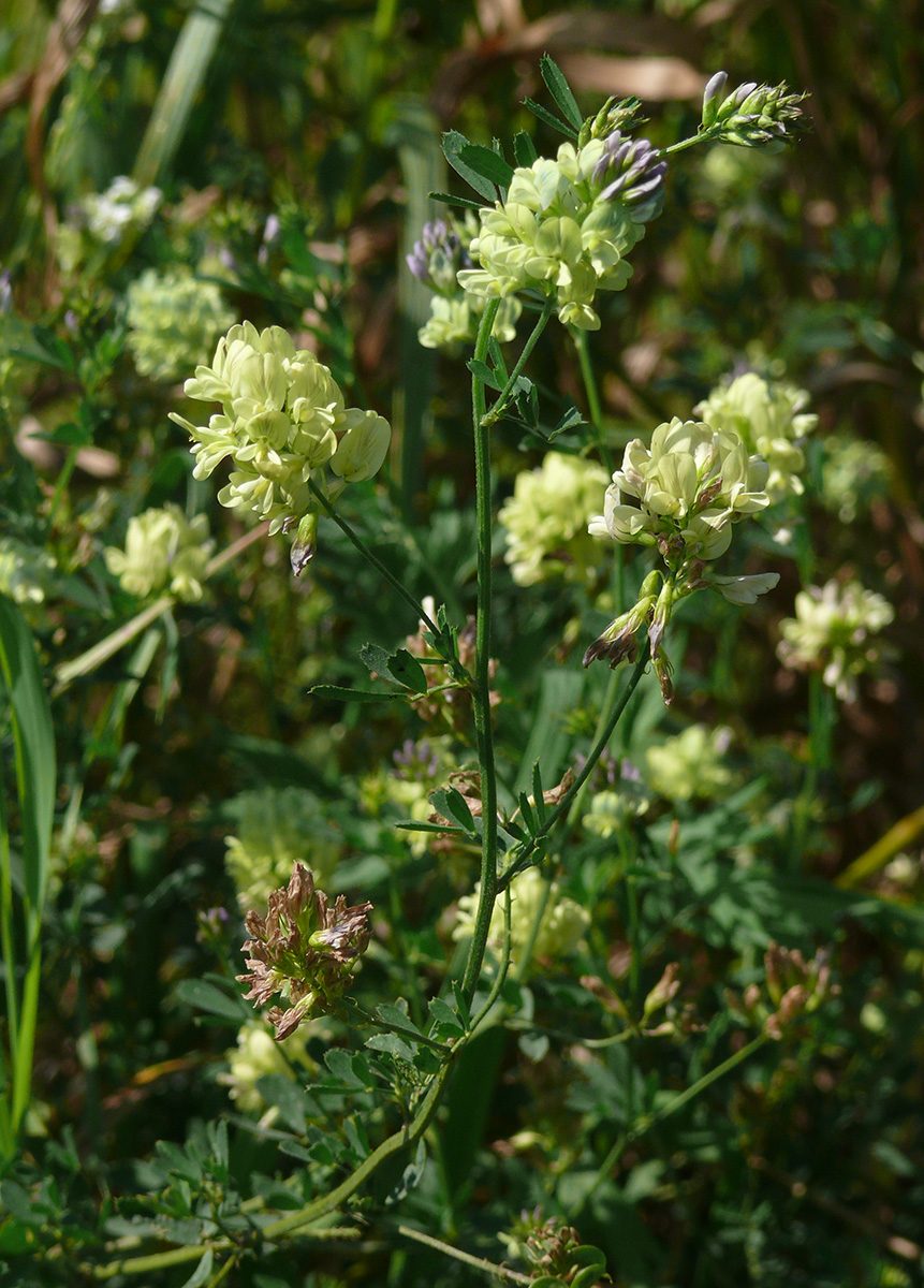 Image of Medicago × varia specimen.
