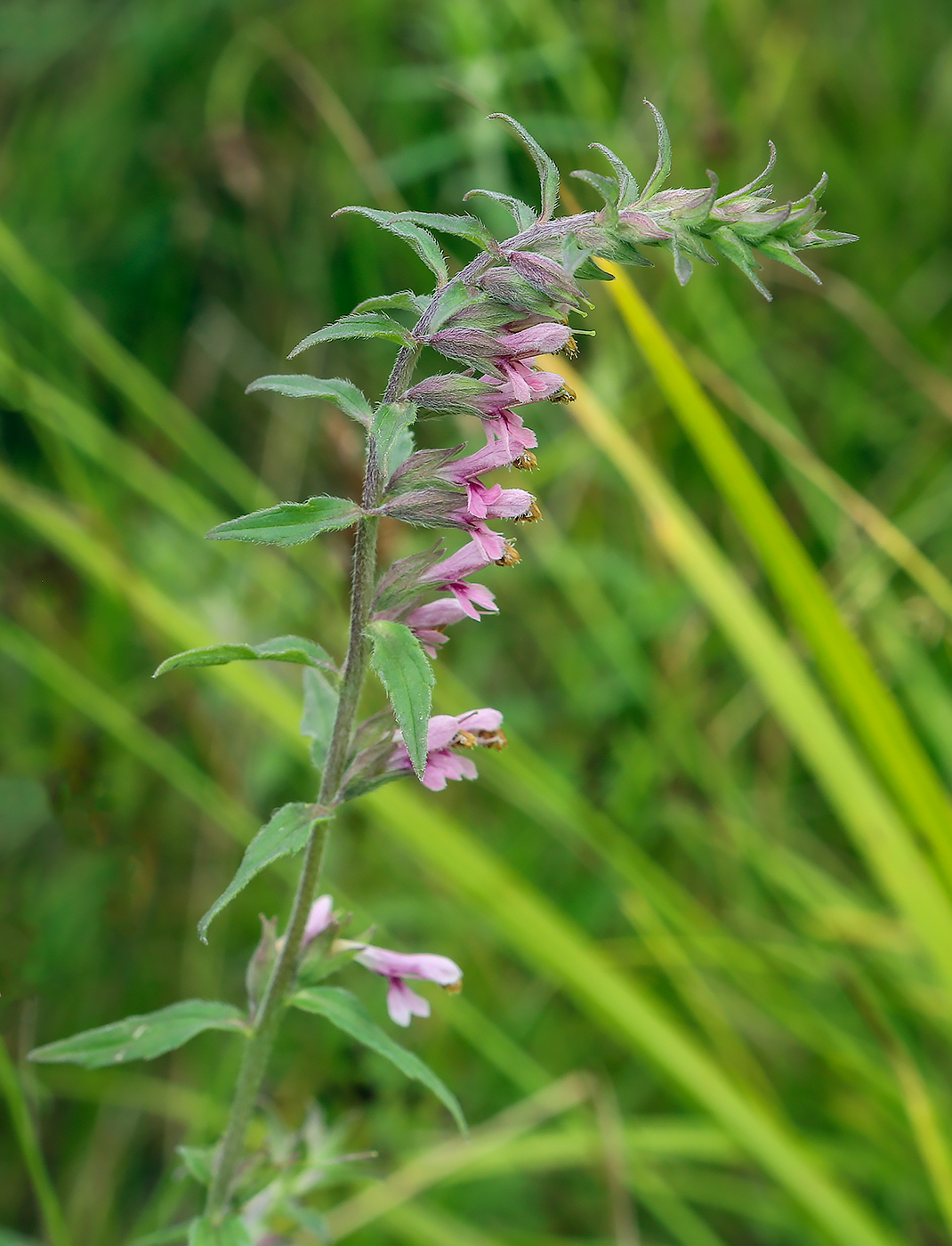 Изображение особи Odontites vulgaris.