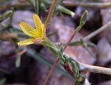 Scariola viminea