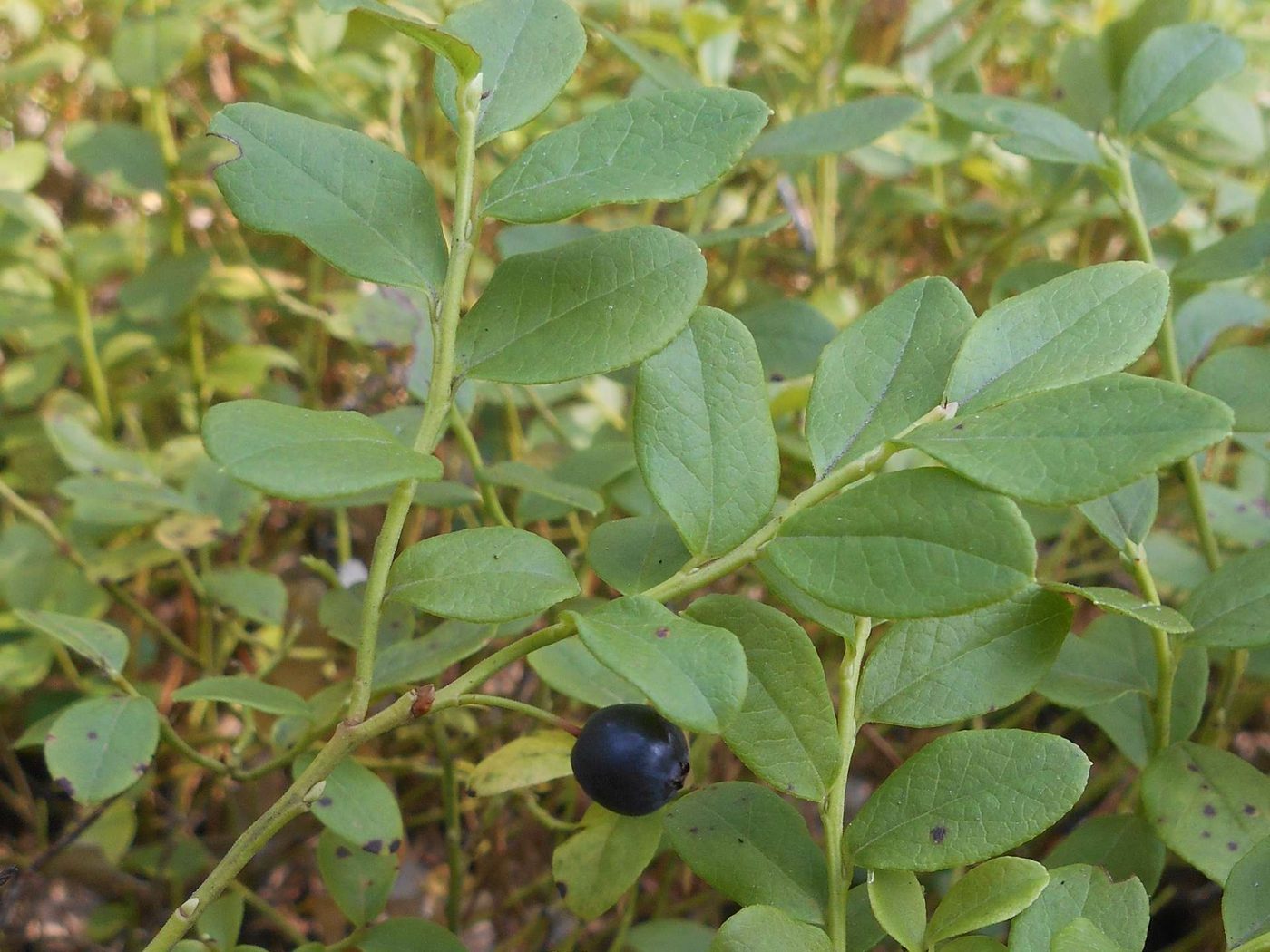 Image of Vaccinium × intermedium specimen.