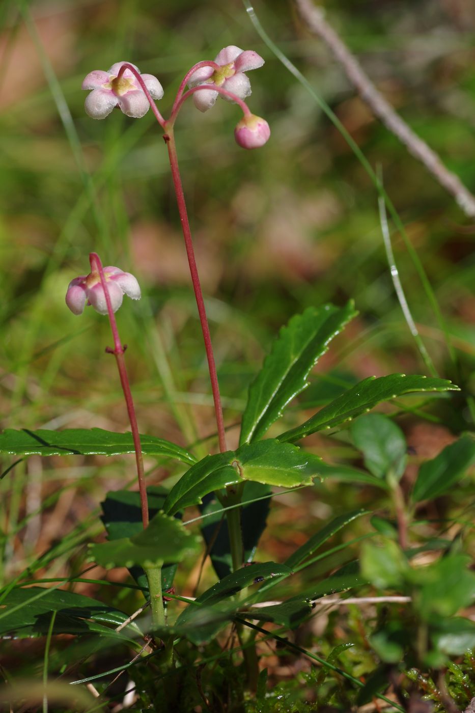 Изображение особи Chimaphila umbellata.