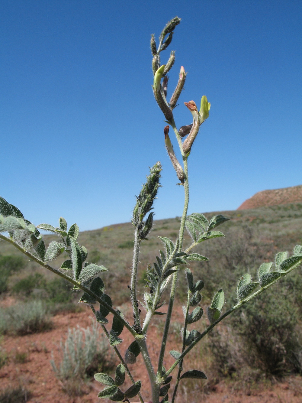 Изображение особи Astragalus turczaninowii.