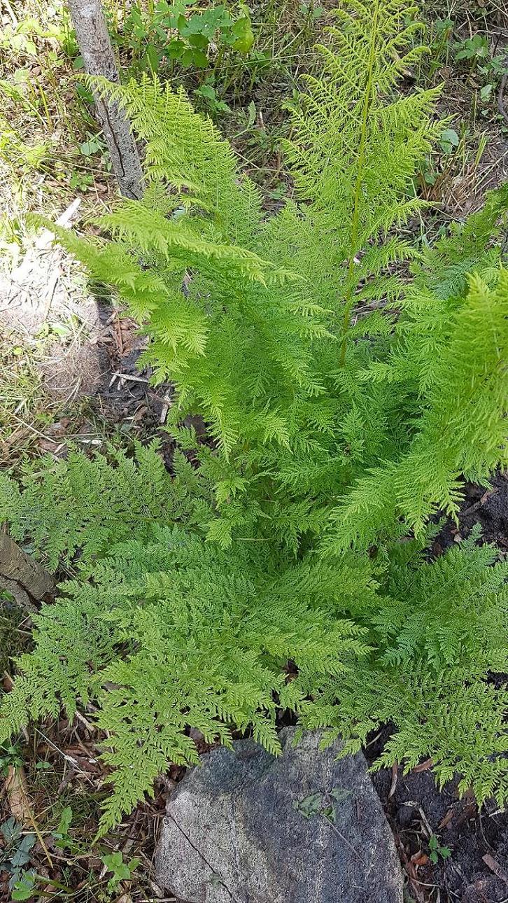 Image of Athyrium filix-femina specimen.