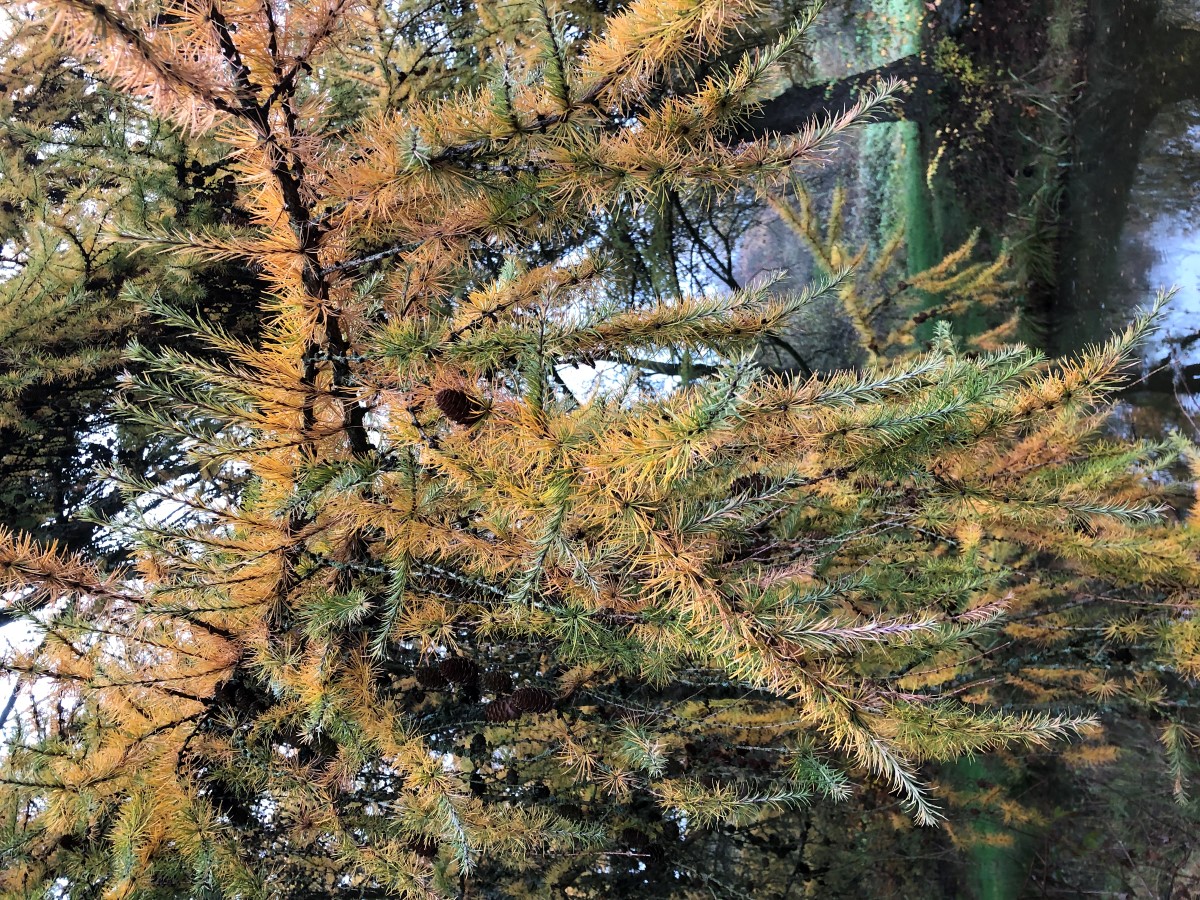 Image of Larix kaempferi specimen.