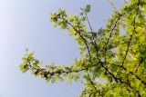 Vachellia xanthophloea