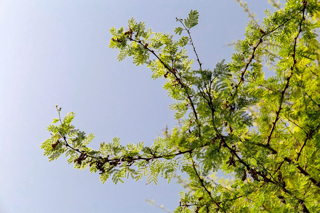 Изображение особи Vachellia xanthophloea.