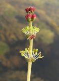 Myriophyllum sibiricum. Верхушка надводного побега с мужскими соцветиями. Архангельская обл., Вельский р-н, окр. пос. Усть-Шоноша, р. Вель. 28 июля 2010 г.