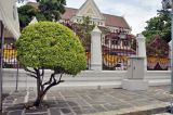 Murraya paniculata. Цветущее дерево. Таиланд, Бангкок, окр. храма Wat Arun, в озеленении. 25.06.2019.