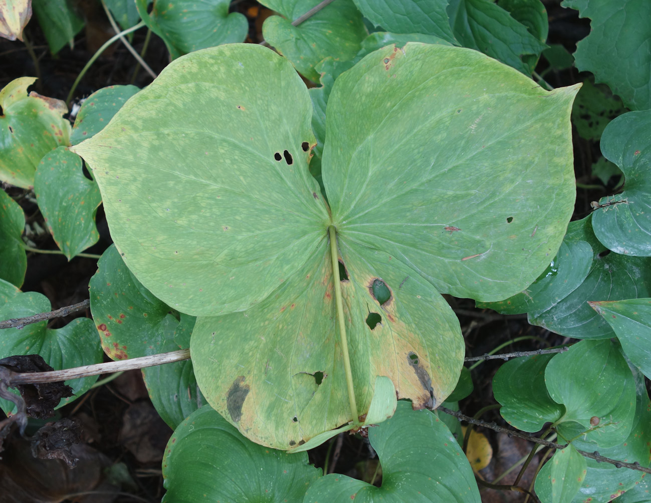 Image of Trillium tschonoskii specimen.