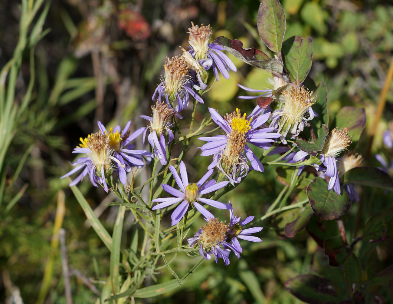 Изображение особи Galatella coriacea.