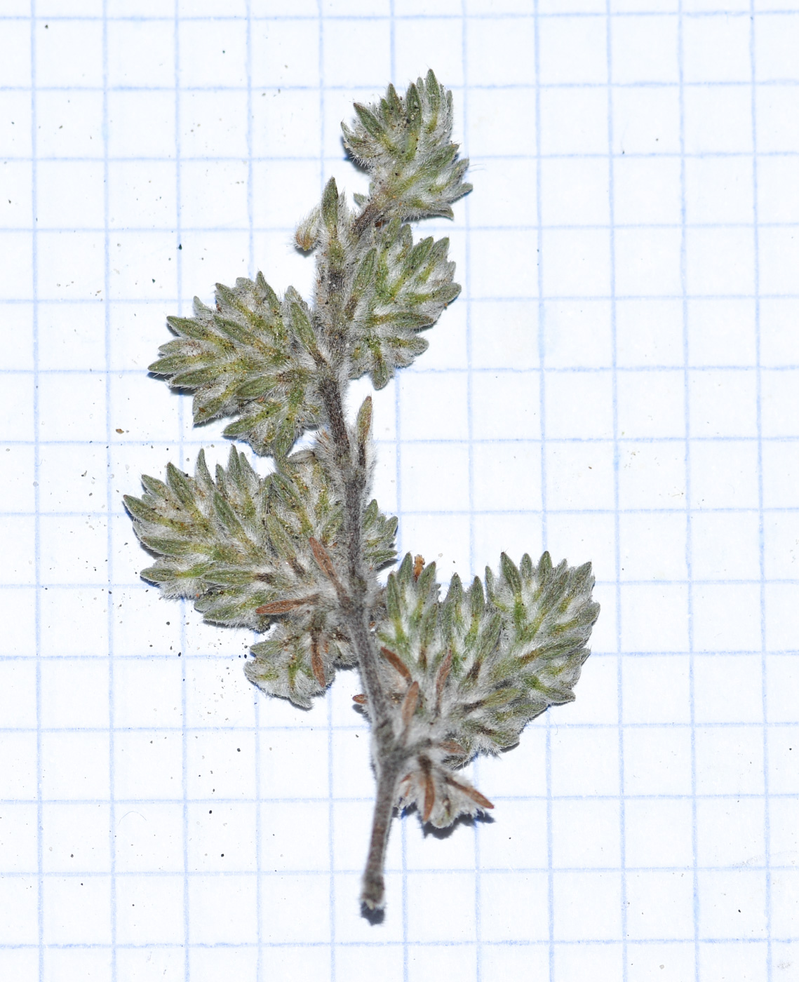Изображение особи Tiquilia paronychioides.