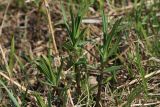 Gentiana pneumonanthe