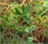 Oenanthe aquatica