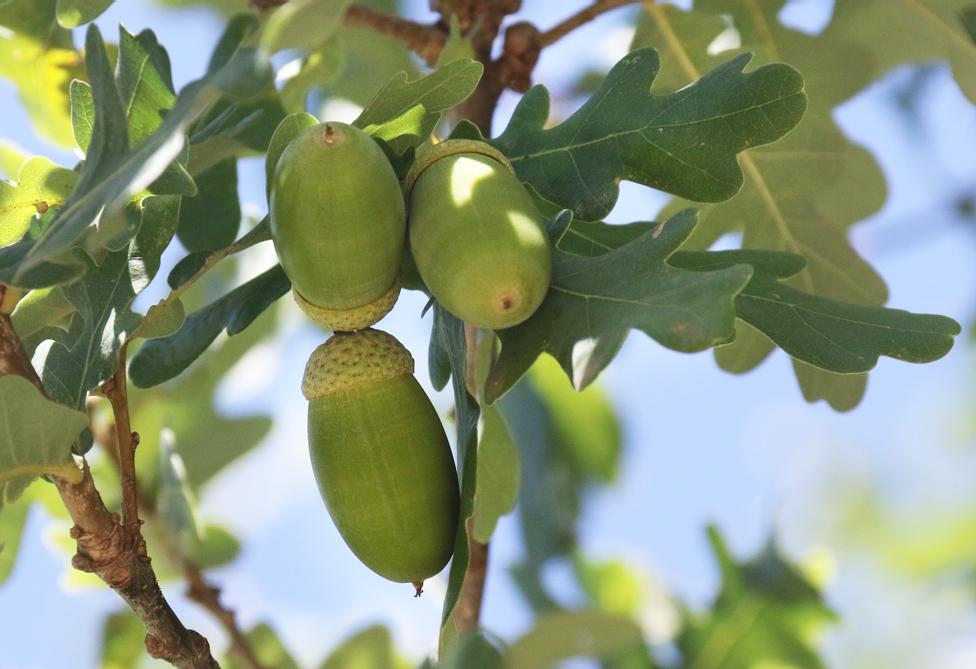 Изображение особи Quercus pubescens.