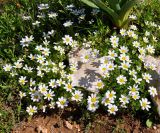род Anthemis