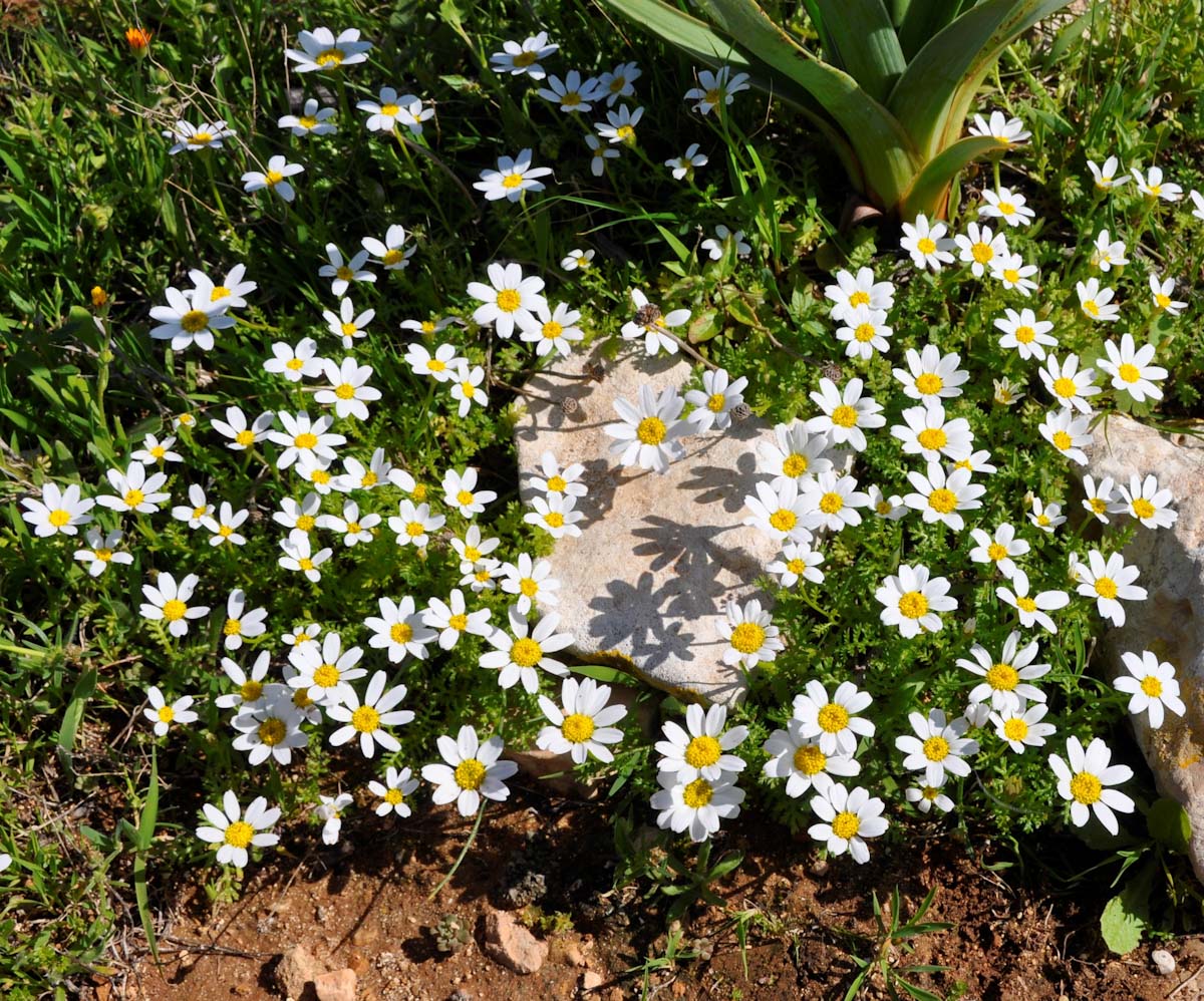 Изображение особи род Anthemis.