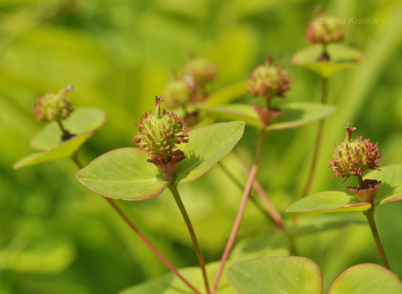 Изображение особи Euphorbia lucorum.