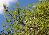 Ficus sycomorus. Ветвь дерева. Израиль, г. Кирьят-Оно, сквер (посадка). 01.03.2020.