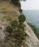 Opuntia подвид lindheimeri