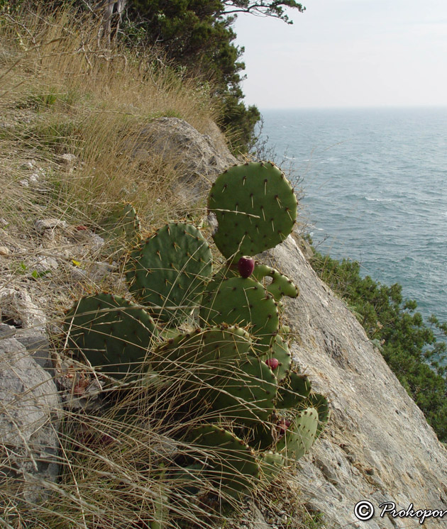 Image of Opuntia engelmannii ssp. lindheimeri specimen.