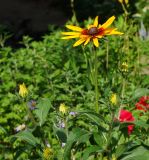 Rudbeckia hirta