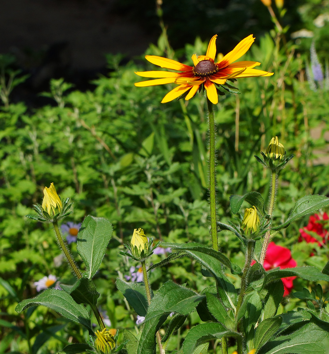 Изображение особи Rudbeckia hirta.