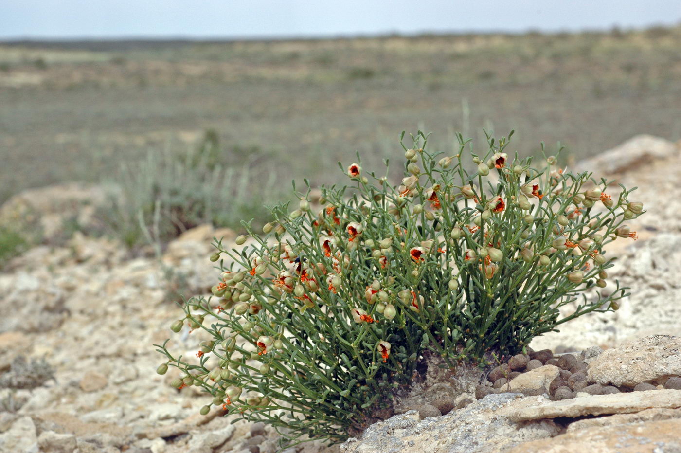 Изображение особи Zygophyllum turcomanicum.